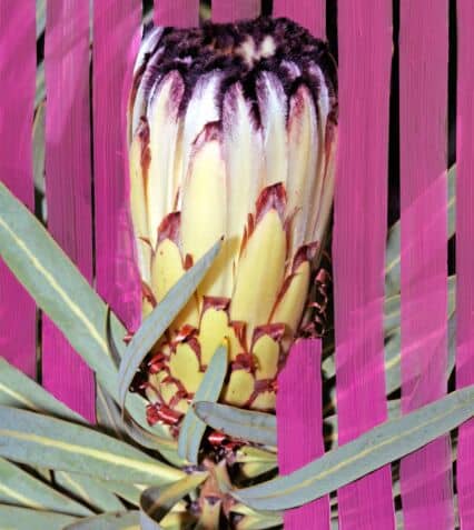 Picture of Byredo Inflorescence Eau de Parfum 100ml